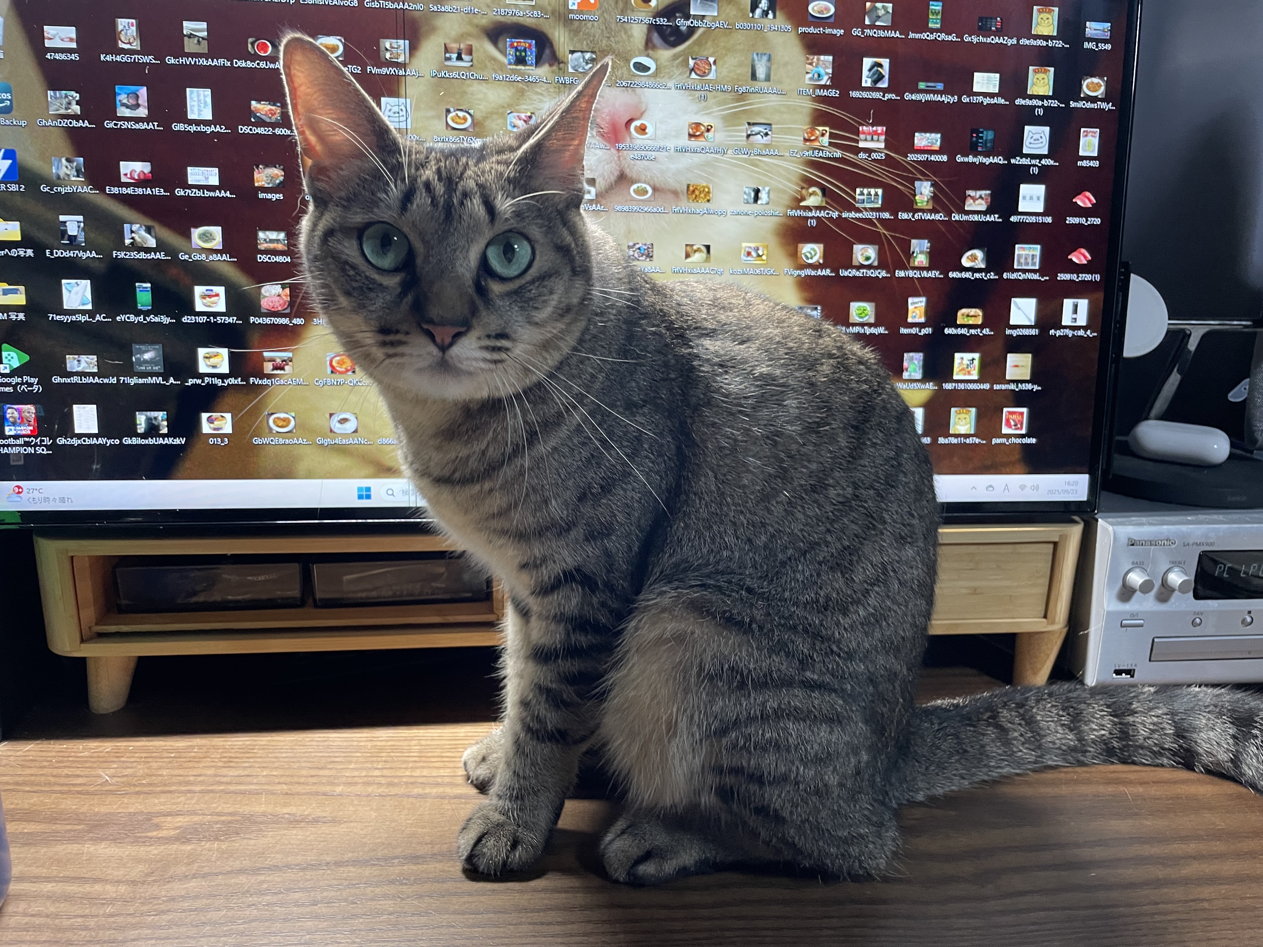ねこといっしょ on X: 