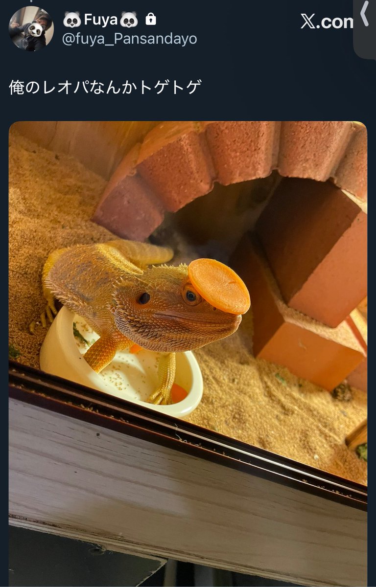 Rep_Chan_'s tweet image. なんか爬虫類なんかテキトーに飼ってるくらいの事言うてたのに

ケージにレンガとか使ってちゃんと飼ってて
写真のためにデコににんじん乗せてみて

可愛いとこあるやん🐼