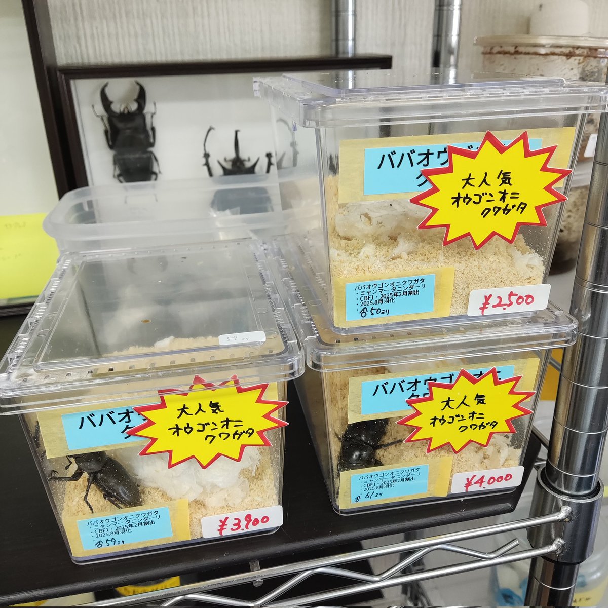 カブクワshopｰMKｰ (@shop_MK_) / X