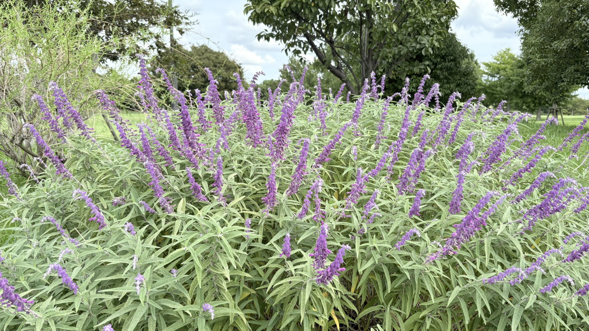 ⭐︎希少価値⭐︎虹も見える♪花満開のアメジスト⭐︎ miyazono.kenichi on X: 