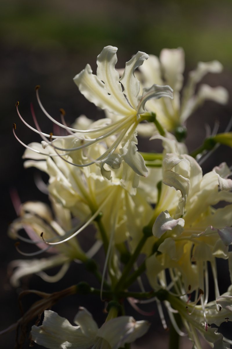 jerritama🐈🐟🐈 (@jerritama) on Twitter photo 