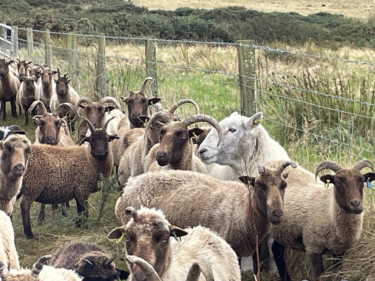 The girls have been at the top of the farm but with all the recent rain it is getting rather wet up there. Time to move down a little, they were keen to go! Big Mel was even near the front telling me to open the gate! #manxloaghtan #conservationgrazing #isleofman