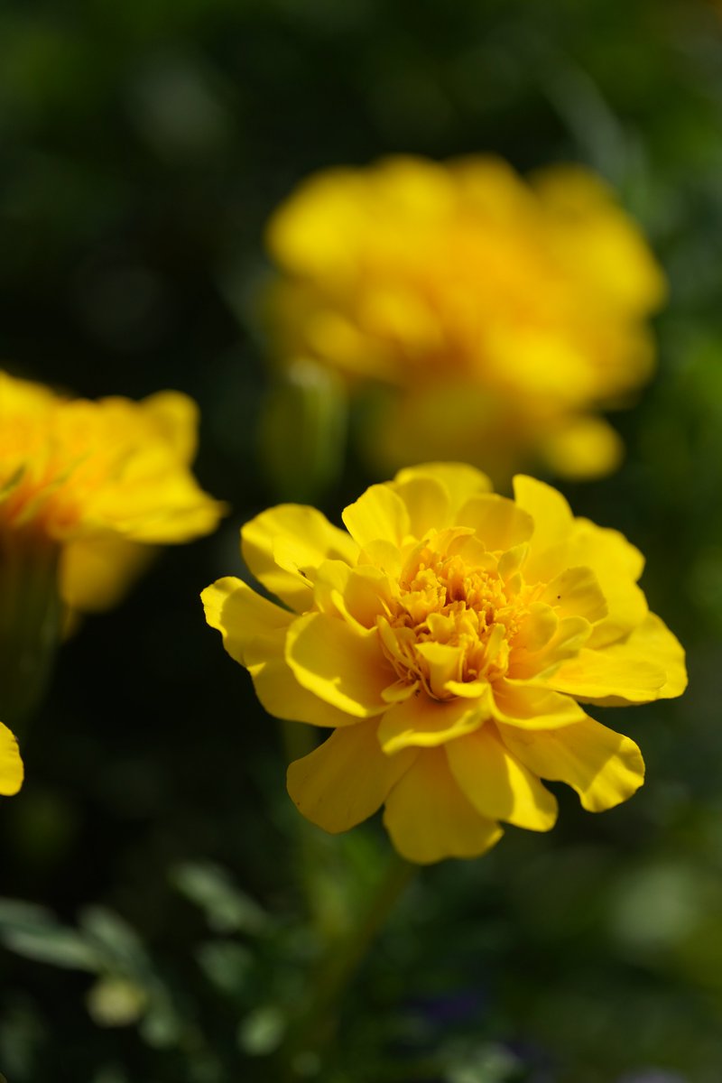 jerritama🐈🐟🐈 (@jerritama) on Twitter photo 