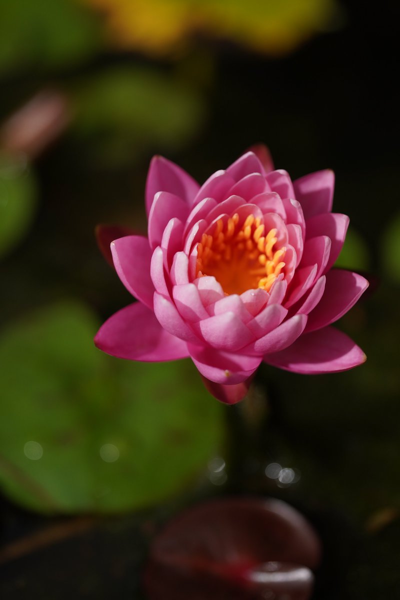 jerritama🐈🐟🐈 (@jerritama) on Twitter photo 