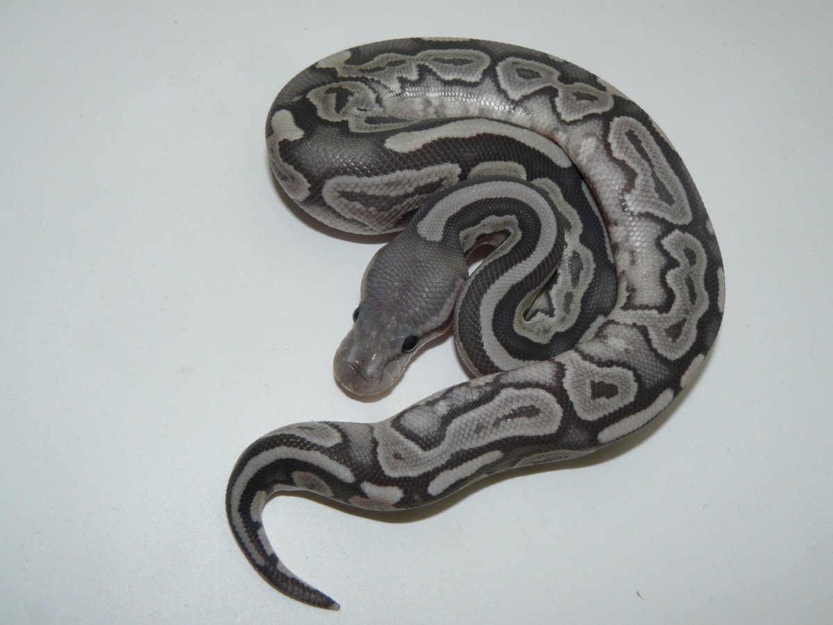 ティラ野⭐︎様こちら専用のお品です。 DXティラノハンマー50 | スーパー戦隊おもちゃウェブ｜バンダイ公式サイト