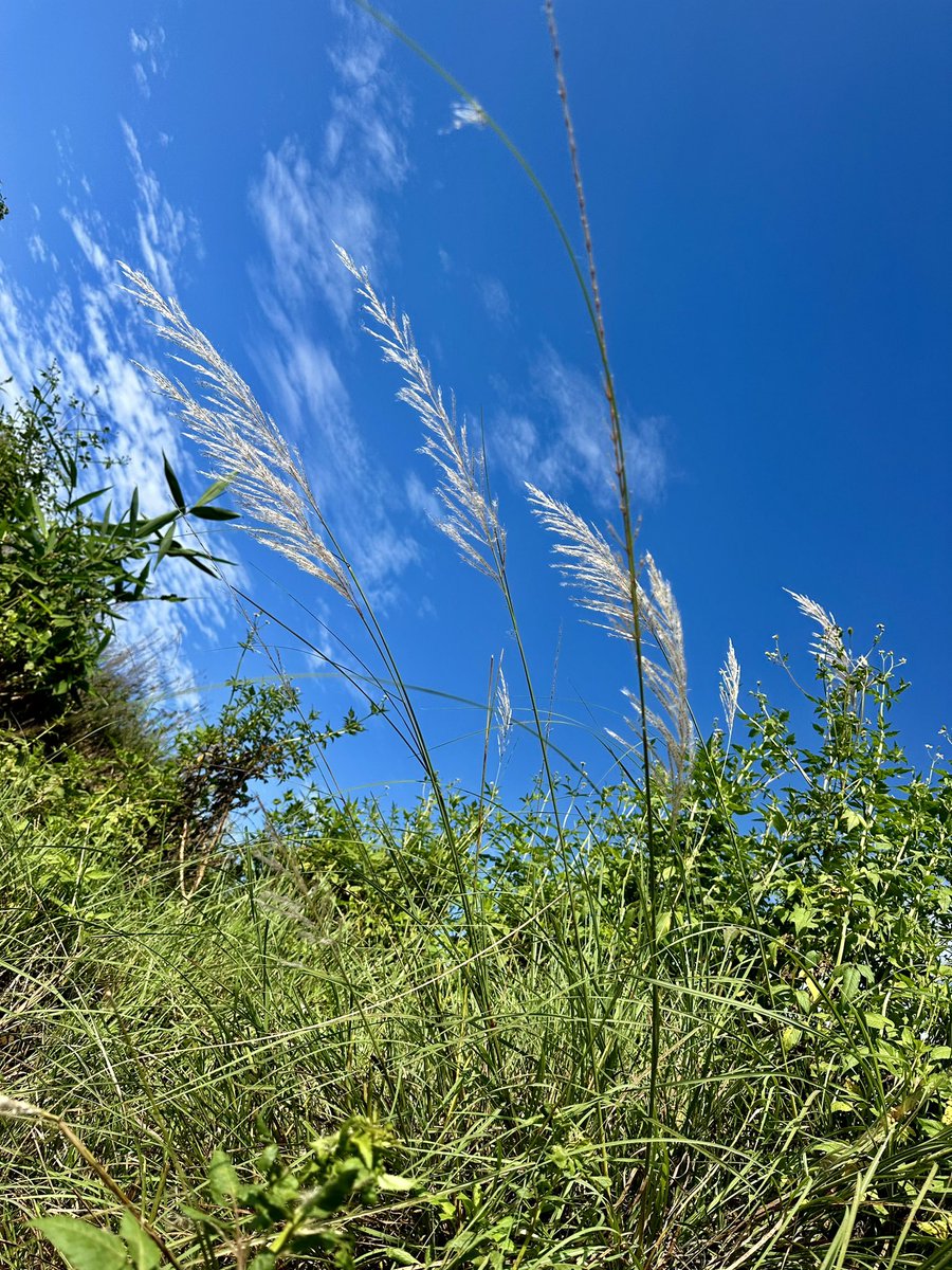 sigdelsantosh's tweet image. Dashain Vibes !