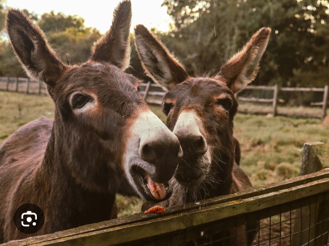 - C'est qui ton chanteur préféré?
- Claude François 
- On chante?
- C'est parti! A toi...
- 🎶 Cette ânée-là...
- 🎶 Je chantais pour la première fois...
- 🎶 Le public ne me connaissait pas...
- (en choeur) 🎶 Oh quelle ânée, cette ânée-là
Barry et Pixie, chanteurs
#jobdanimaux