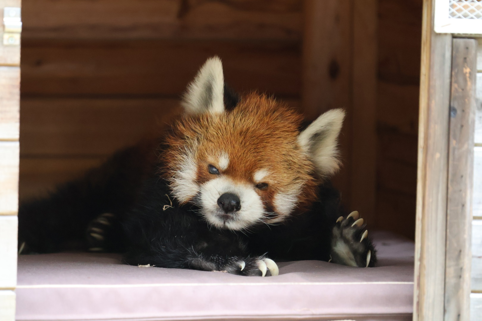 レッサーパンダ様 リクエスト 2点 まとめ商品 たまみお on X: 