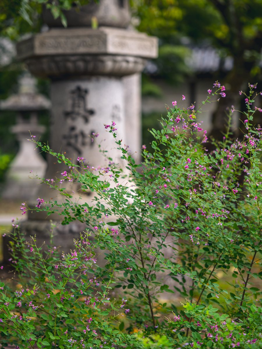 man_tac's tweet image. &amp;lt;京都真如堂の萩と木槿&amp;gt;
2025.9.13撮影

#TLを花でいっぱいにしよう 
Leica Q2, Leica SL2-S x SIGMA 28-105mm F2.8 DG DN | Art