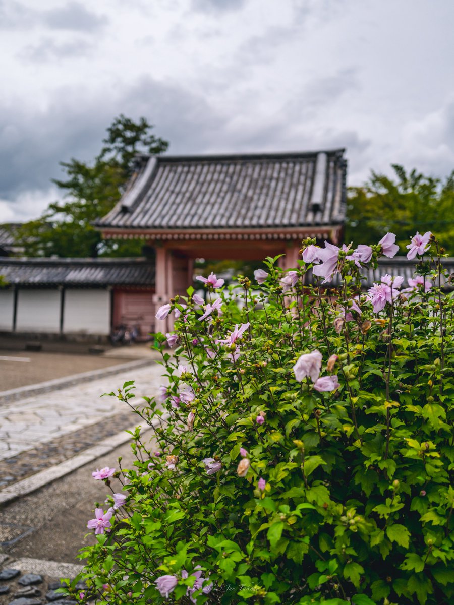 man_tac's tweet image. &amp;lt;京都真如堂の萩と木槿&amp;gt;
2025.9.13撮影

#TLを花でいっぱいにしよう 
Leica Q2, Leica SL2-S x SIGMA 28-105mm F2.8 DG DN | Art