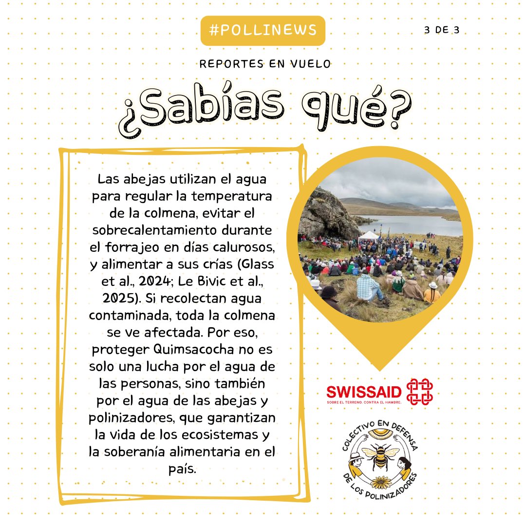 #PolliNews 🐝 Hoy en 𝕃𝕆𝕊 ℝ𝔼ℙ𝕆ℝ𝕋𝔼𝕊 𝔼ℕ 𝕍𝕌𝔼𝕃𝕆 conoce por qué los proyectos mineros en Quimsacocha ponen en riesgo a los polinizadores.

#AbejaYoTeElijo #sospolinizadores #quimsacocha #mineria #derechosnaturaleza