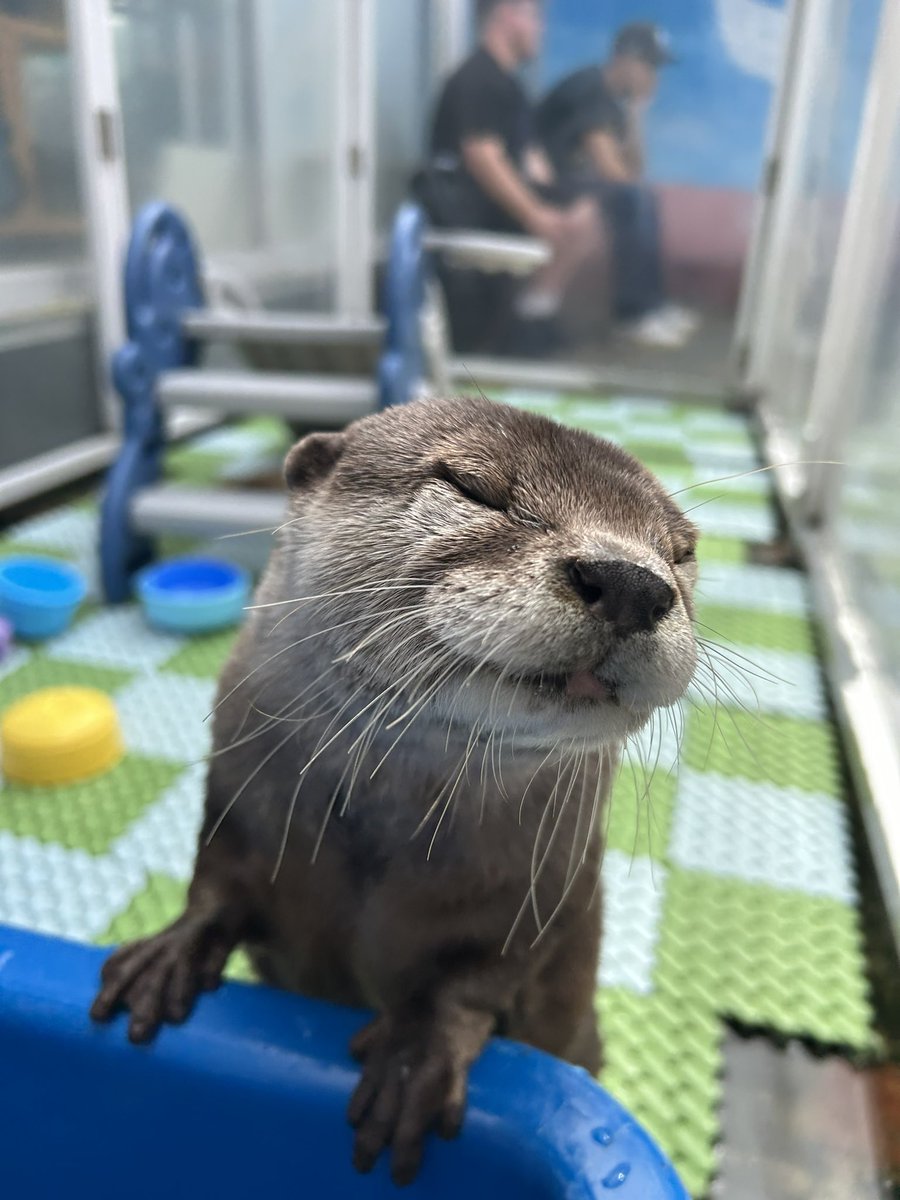 harry_terrace's tweet image. まだおねむなきららちゃん✨

#otter #ottercafe #カワウソ #カワウソカフェ