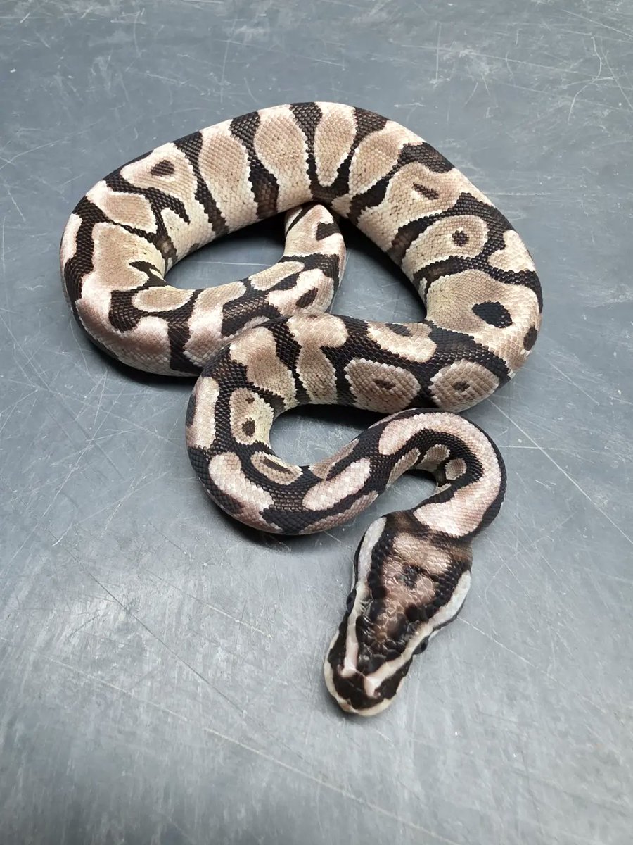 KaoticMorphz's tweet image. ENCHI SPOTNOSE VPI AXANTHIC 🐍

#MORPHMARKET
#KAOTICMORPHZ
#BABYBALLPYTHON