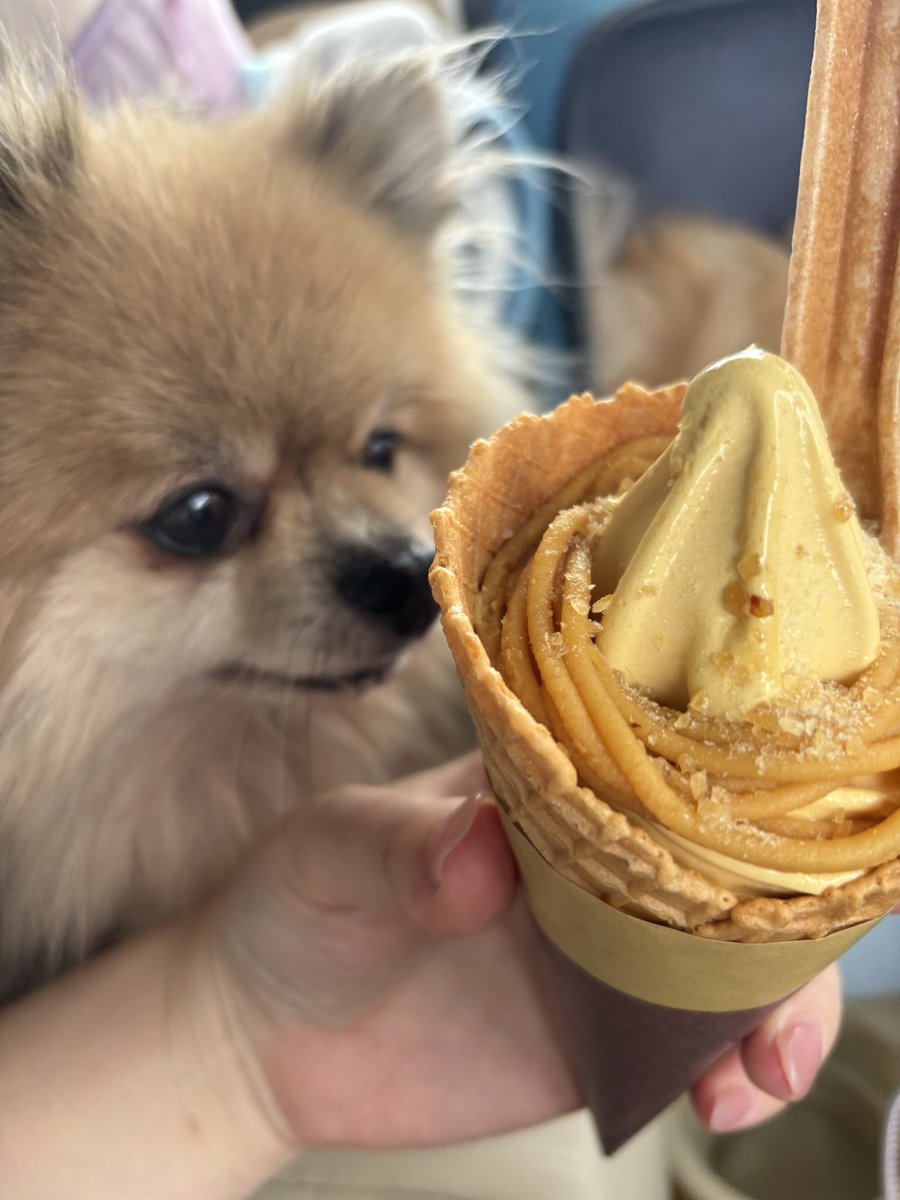未開封 ミニストップ 30周年限定デザイン WAONカード 犬 ソフト