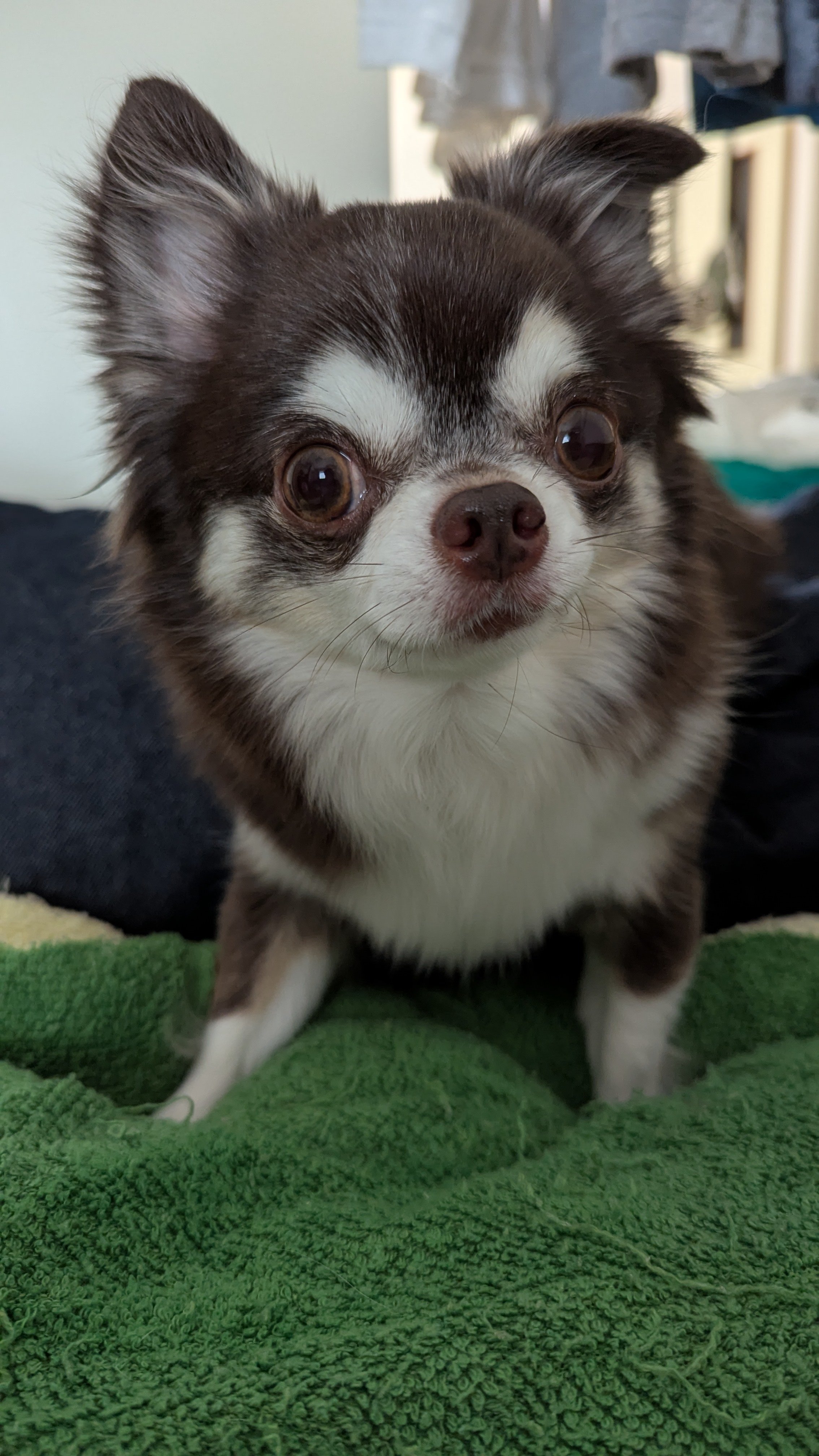 チワワページ ロングコートチワワの赤ちゃん | チワワ | 子犬を探す | 岡山の