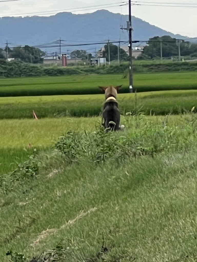 警察署に飼い主さんが迎えに行ってくれる事を願っていたけど、昨日動愛センターに移動した様です
掲載終了の10月5日までに飼い主さんに再会できリストから消える事を祈ります！

douai.sakura.ne.jp/wp/maigo/html/…

#迷子犬 #迷い犬 #栃木県 #足利市 #佐野市 #群馬県 #館林市