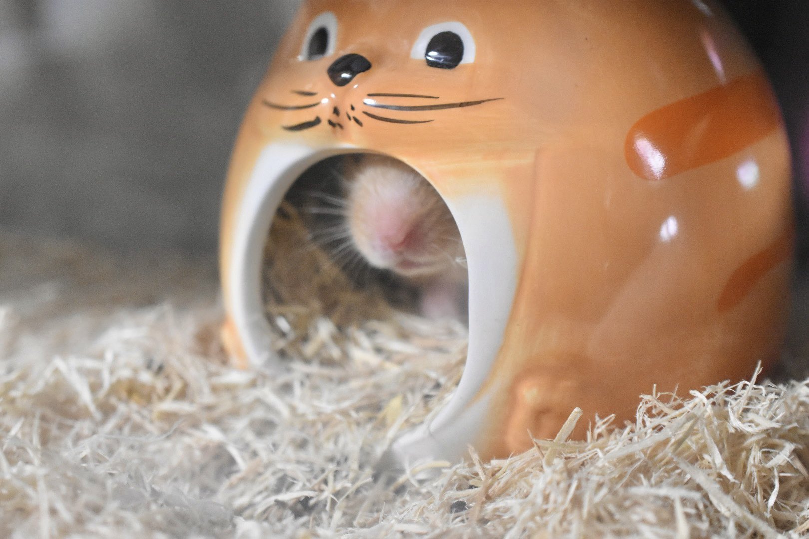 ちょびうさぎ　3点 Amazon.co.jp: ぴょんぴょんうさぎ モンキー 3点セット : おもちゃ