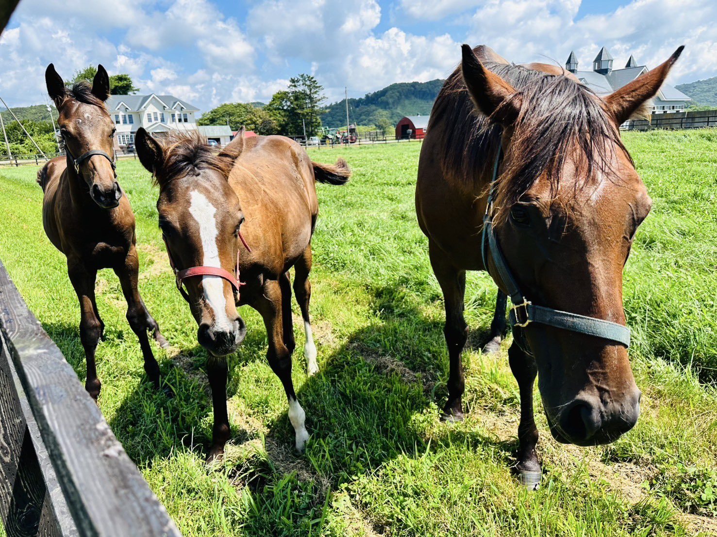 牧場ウマウマ 富菜牧場 on X: 