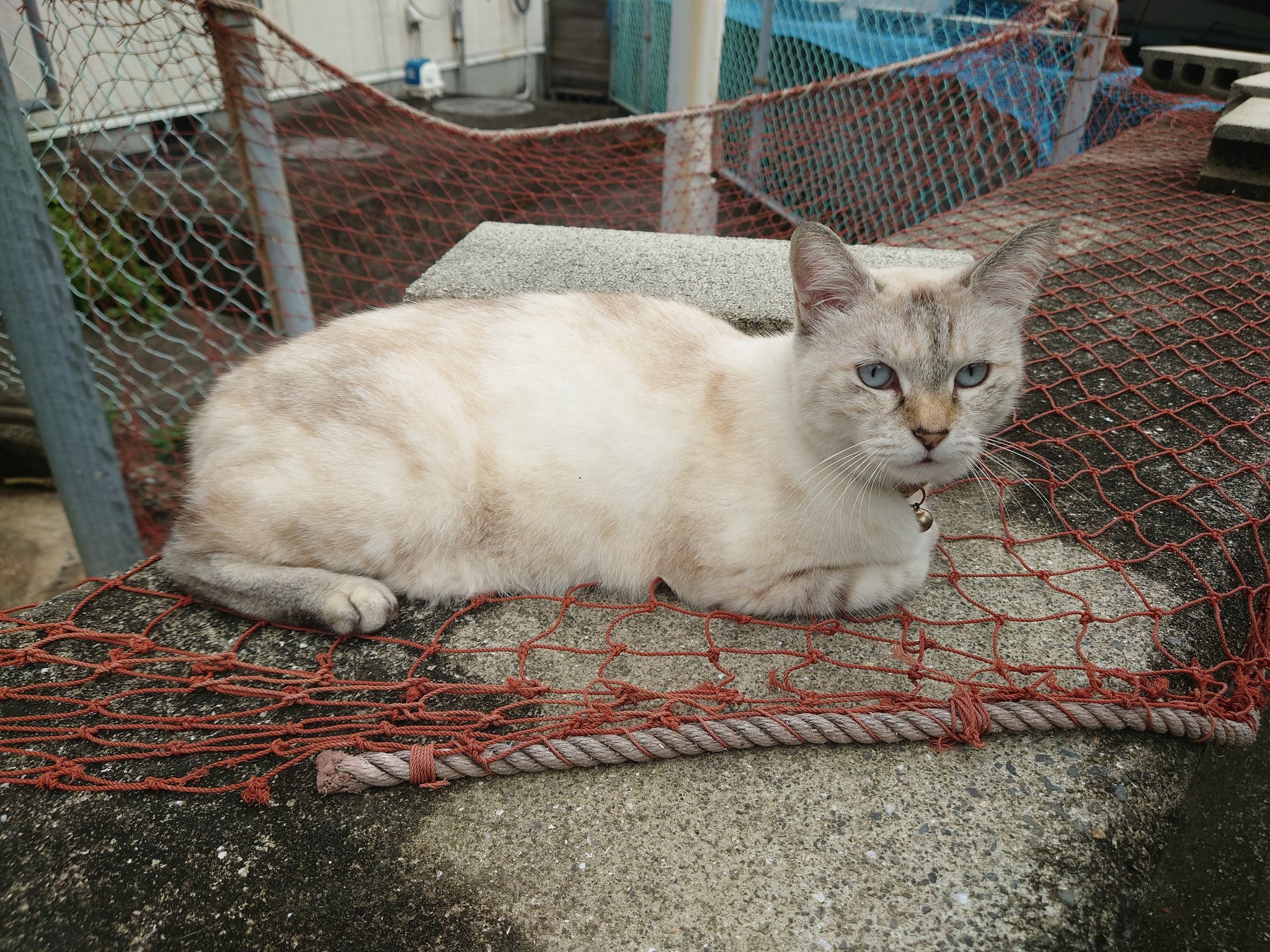 Inネコ s8906866_1.jpg