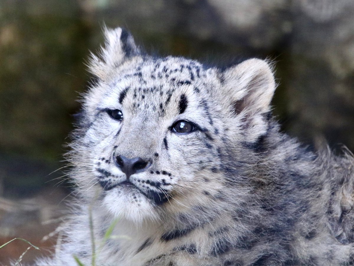 snepreactions's tweet image. overwhelmed by the scope of it all #new #experience #snowleopard