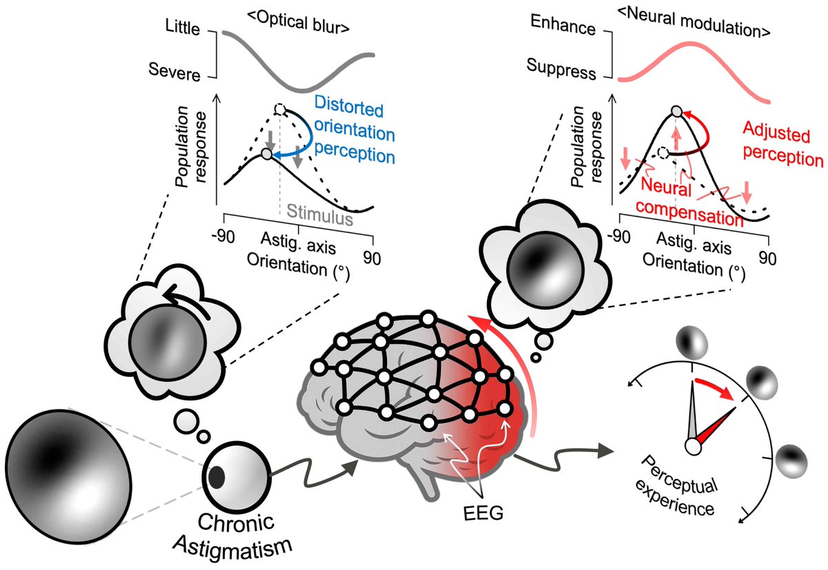 SangkyuSon's tweet image. 🎉 Excited to share final chapter of Astigmatism Trilogy with @JoonyeolL (+@baaskins, @ShimMok, @HyungGoo_Kim)!
Q: Astigmatism is common—why don&apos;t we notice? 🤔
A: The early visual system hard‑wires an orientation compensation mechanism🧠.
👉 Full paper: buly.kr/9BWPtYW