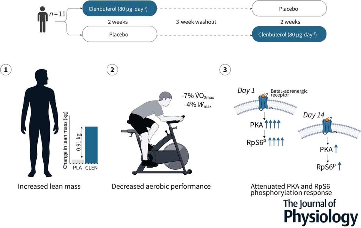 Clembuterol: ganancias musculares rápidas a costa de la capacidad cardiorrespiratoria Un ciclo corto de clembuterol puede aumentar de manera significativa la masa magra y el contenido proteico muscular en hombres jóvenes, pero a costa de reducir la aptitud cardiorrespiratoria,