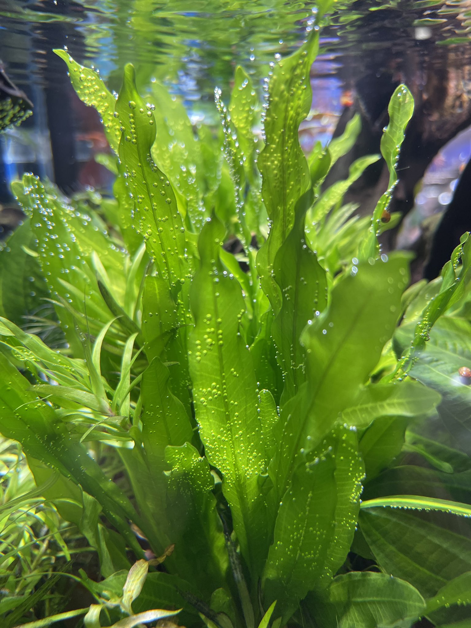 禍ツ帝水草 禍ツ帝 (@magathu_mikado) • Instagram photos and videos
