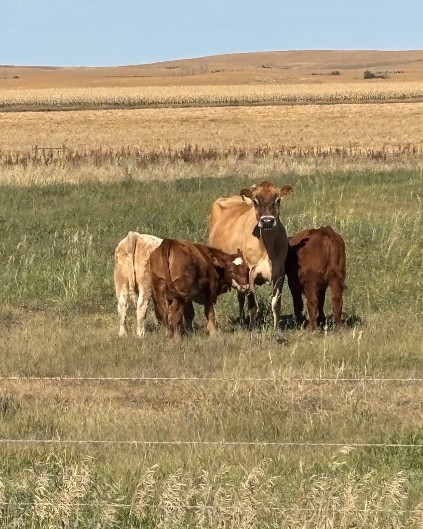 “My brown eyed girl” doing her job!
#jerseylife #dairycows #albertabeef #ranchlife