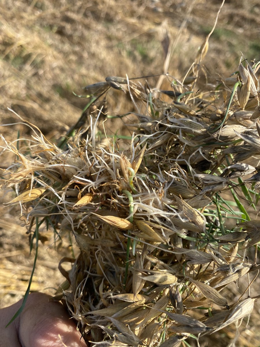 #harvest25 #Oats, rain/fog on dry oats for 10days…. 🤮