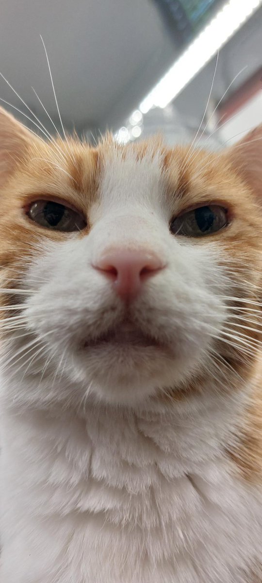 Good morning and welcome to Tuna Tuesday 
 
 Be the reason a heart feels seen, cherished, and whole, the reason someone feels joy, the calm in their chaos and the strength that whispers:
“You can keep going.” 

 #Cat #CatsOnTwitter #CatsOfTwitter