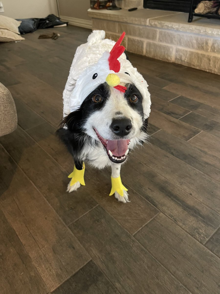 Comet’s ready for October 31st🐓🎃