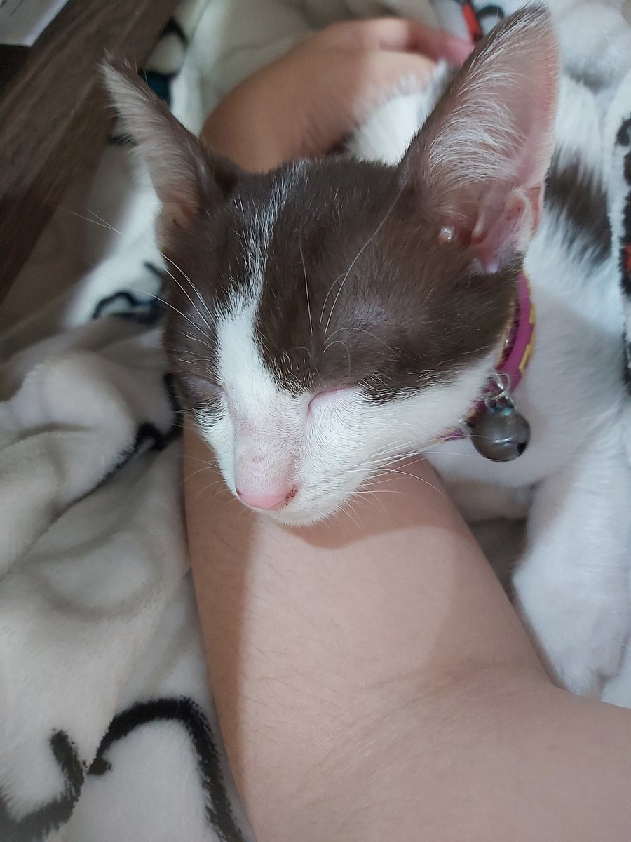 แมววัวตุวนี้ ยังไม่มีบ้านนะค้า จับเช็ดตัวแล้วหน้าตาหล่อเหลา คนในออฟฟิศเรียกฮีว่า จอนนี่ !!!
#แมวหาบ้าน #หาบ้านให้แมว