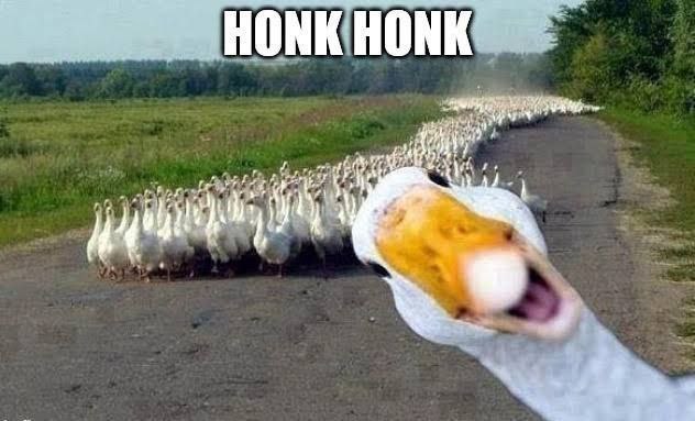 HonkCTO's tweet image. If you hear HONKs outside, it&apos;s just the night shift rolling in!

GN Goose Gang 

$HONK vs $BONK