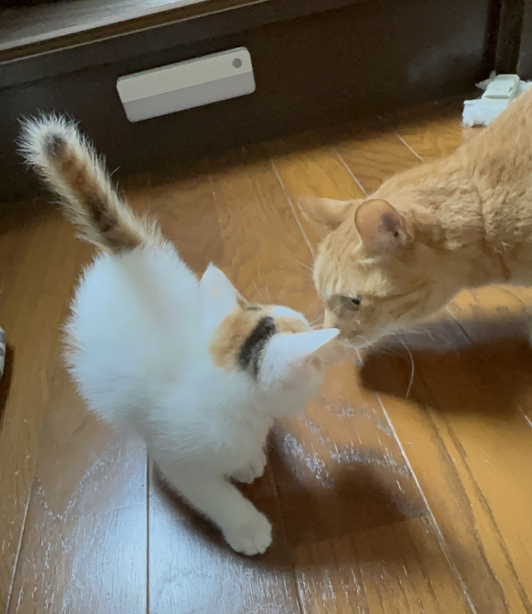 関西の猫好きさん専用 もるきち on X: 