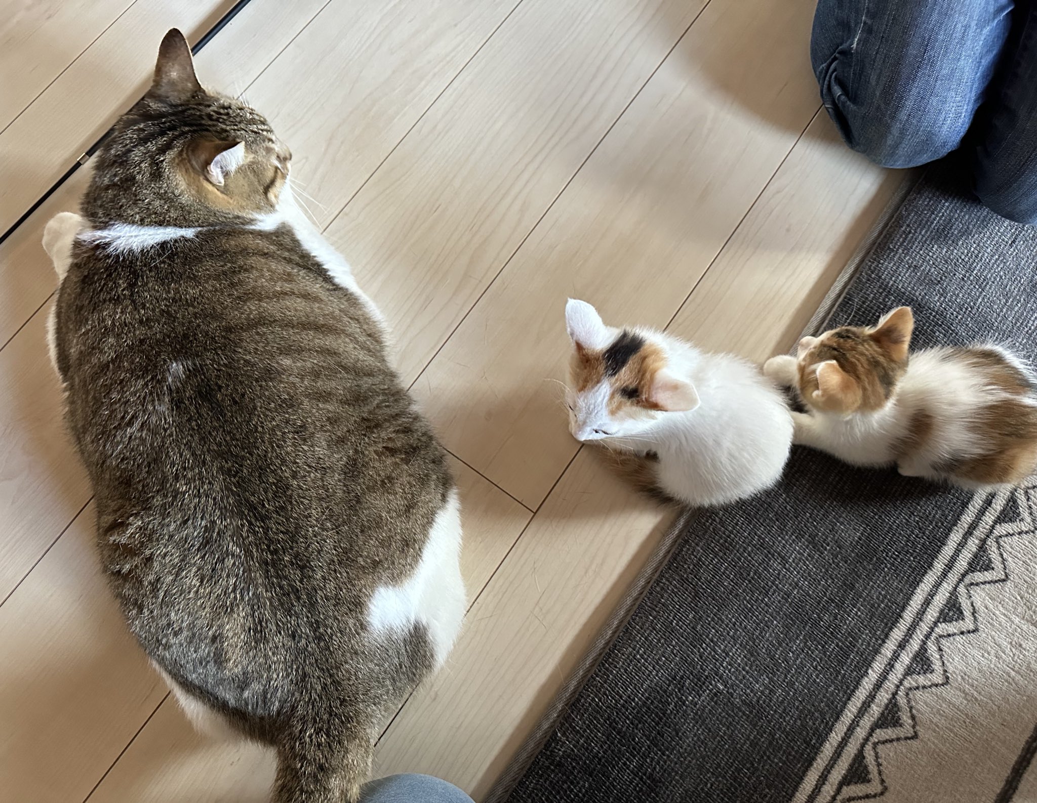 ︎ ︎︎︎︎︎ねこ好き Amazon | パッションモデルズ 1/24 猫好きが認めるネコ 5種