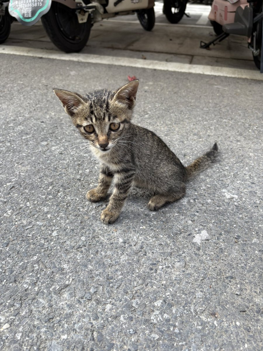 AAA专业女同 tweet media