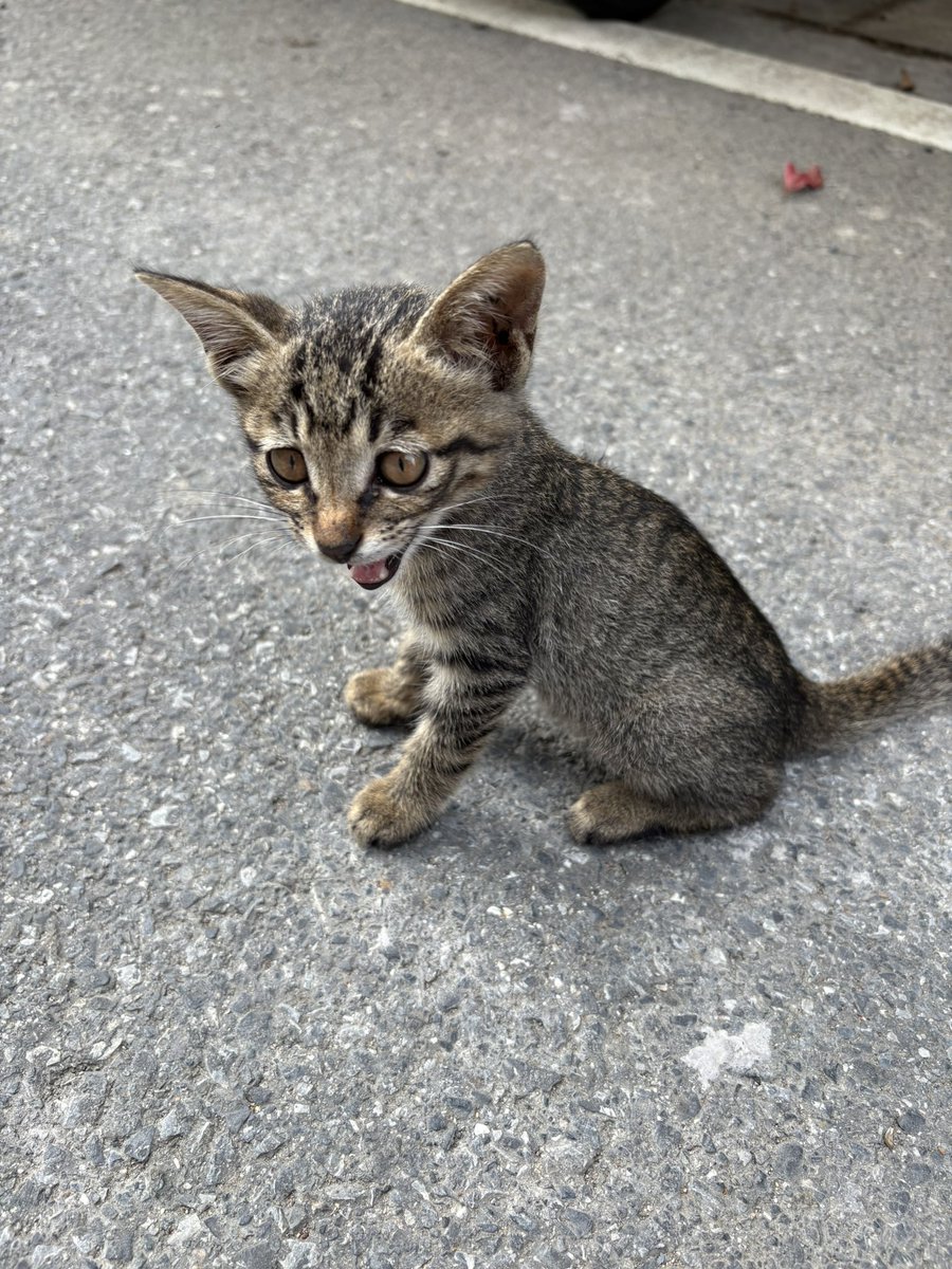 AAA专业女同 tweet media