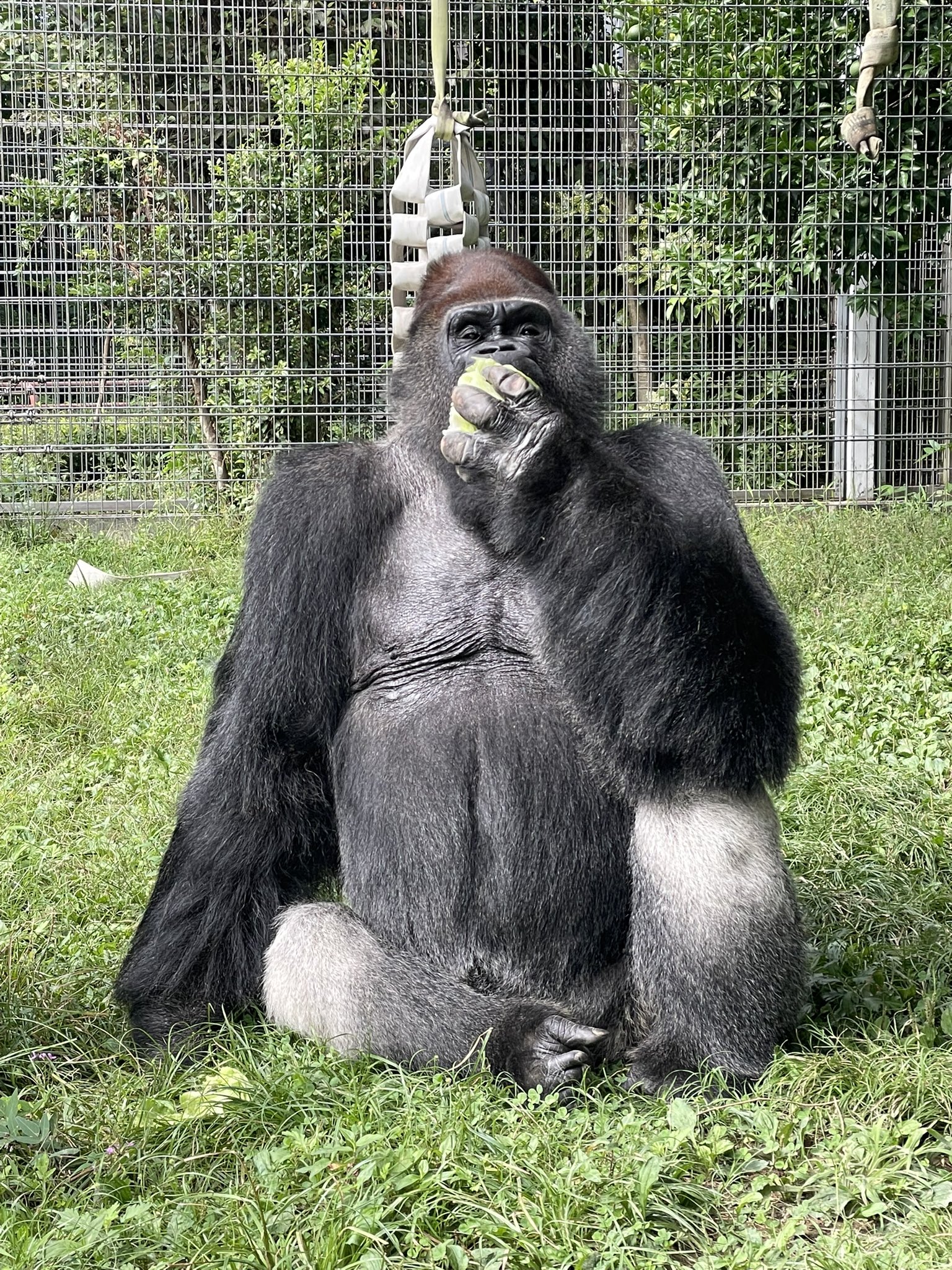 ゴリラが好きなモンキー/プロフ読んでね！ ゴリラが好きなモンキー/プロフ読んでね！ ゴリラが好きな