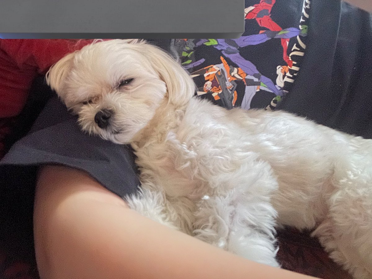 きいまる Buy Adidas atmos x ZX 8000 'G-SNK 10 - Ura' - JQ2580 | GOAT