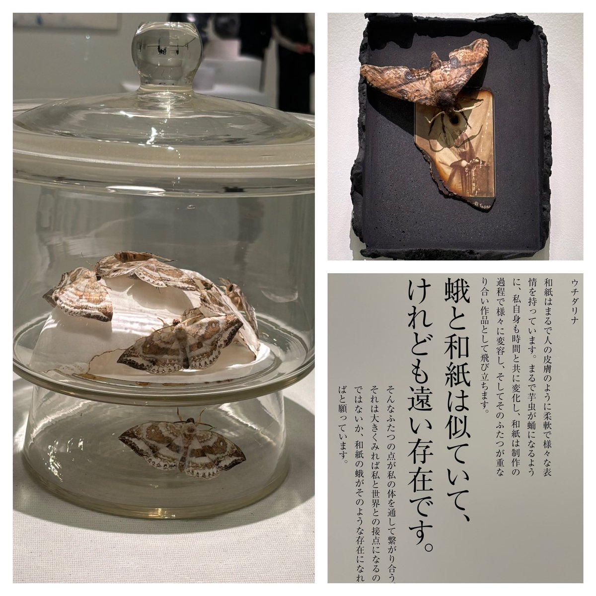 kahrin_611's tweet photo. 『INSECTS×SIMOSE—昆虫アートの現在地』
Kroiちゃん「Hard Pool」のアートワーク手がけたウチダリナさんの作品もあったよ。 https://t.co/h5gcDDV7Zd
