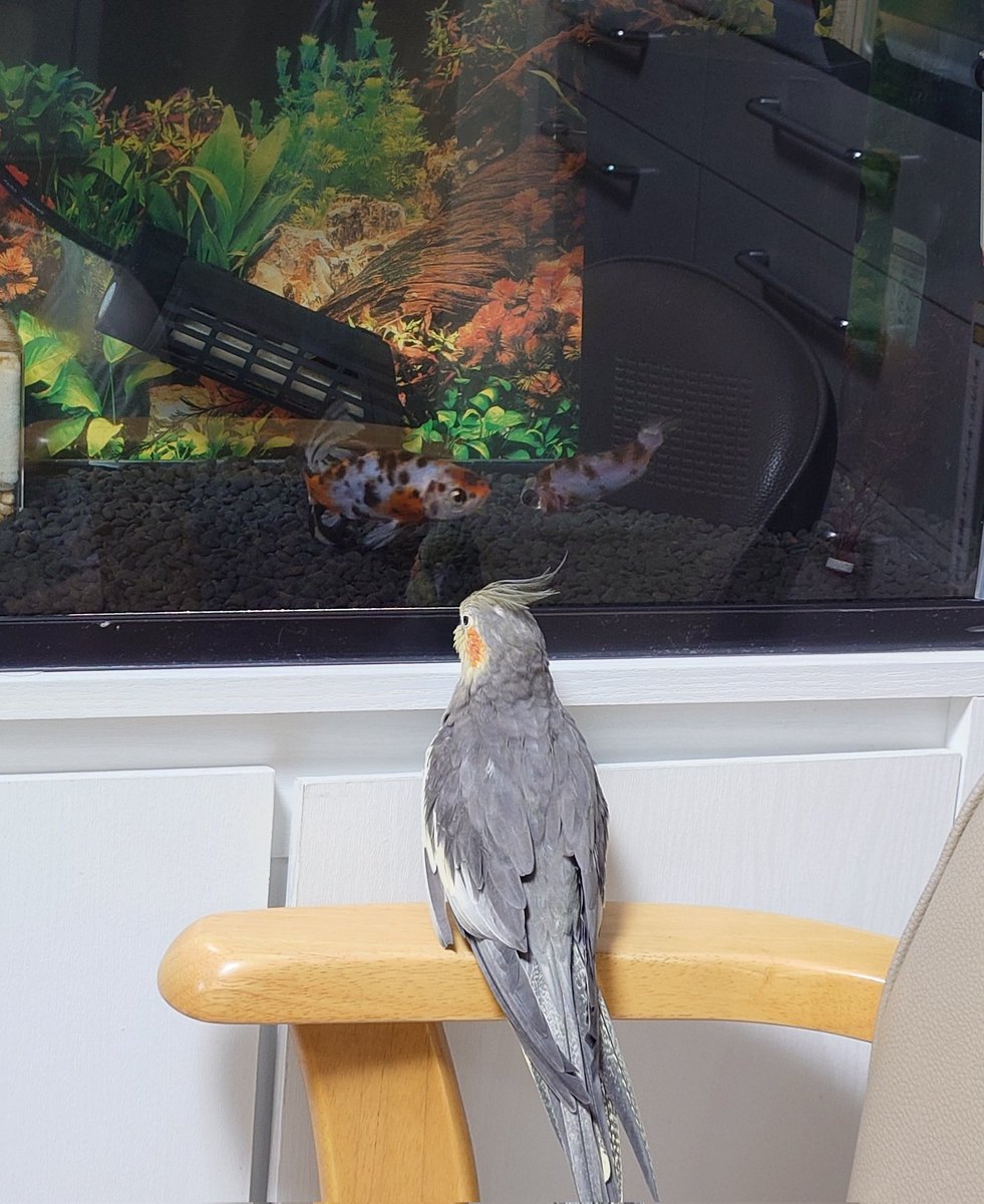 beermugi's tweet image. ぼのちゃん(オカメインコ)と、おもち＆つぶあん(朱文金)で何やらお話中みたい。
最近どうよ？みたいな感じかな。
#オカメインコ　#金魚