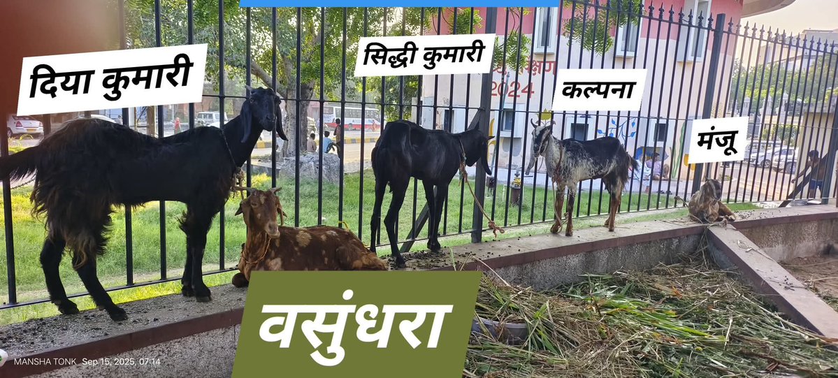 बकरी सरकार होश में आओ.!
<a href="/NareshMeena__/">Naresh Meena</a>

#आमरण_अनशन_नरेश_मीणा
