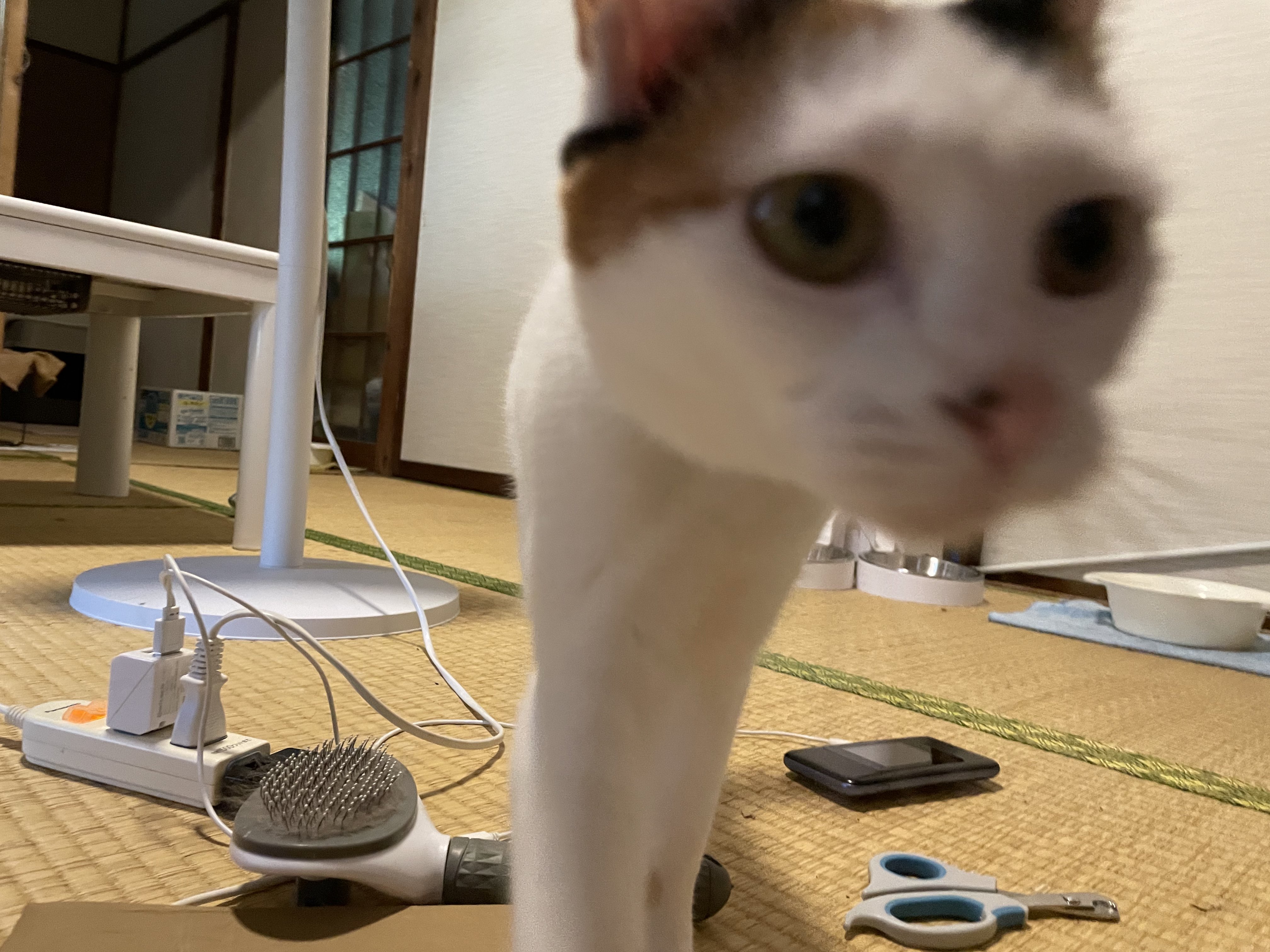 にゃんちくだいすきくらぶ on X: 