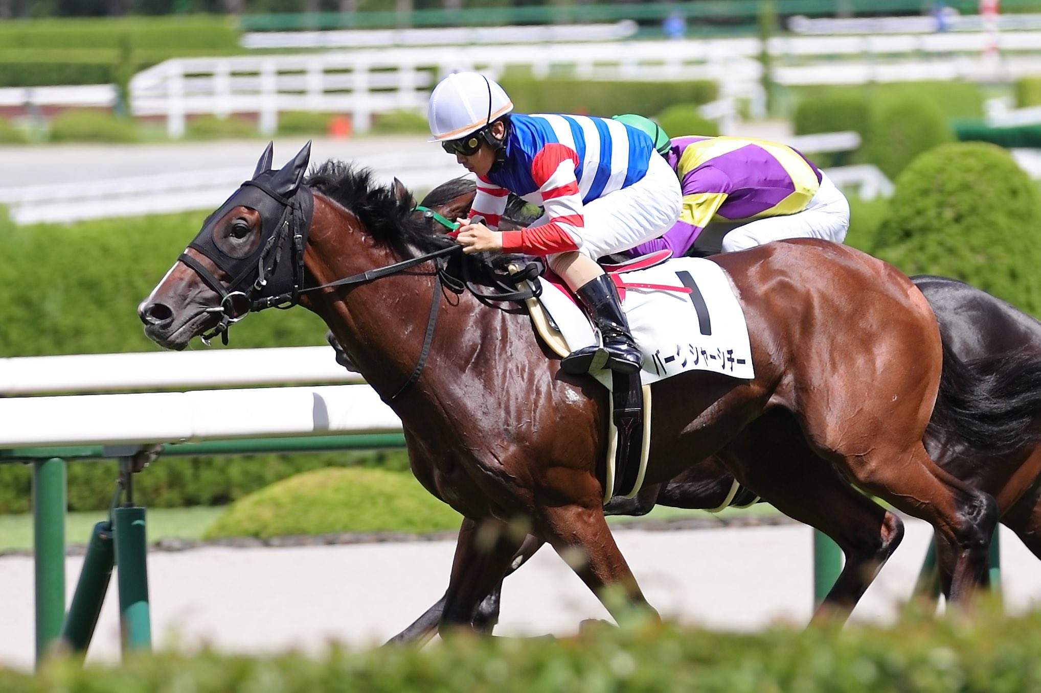 キョウトシチー　友駿ホースクラブ　ドバイワールドカップ　スタジャン　レア　希少 友駿ホースクラブ 愛馬会