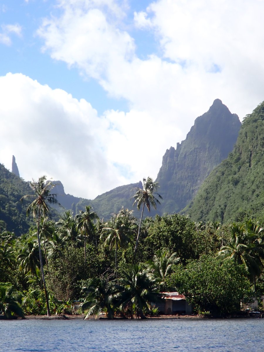 Last field survey on Tahiti today: the southern point of Te Pari. Nothing unusual but good populations of Partula hyalina marmorata. The sort of patchy metapopualtions we found are probably natural for this species (one of few partulids not to be Critically Endangered or Extinct)