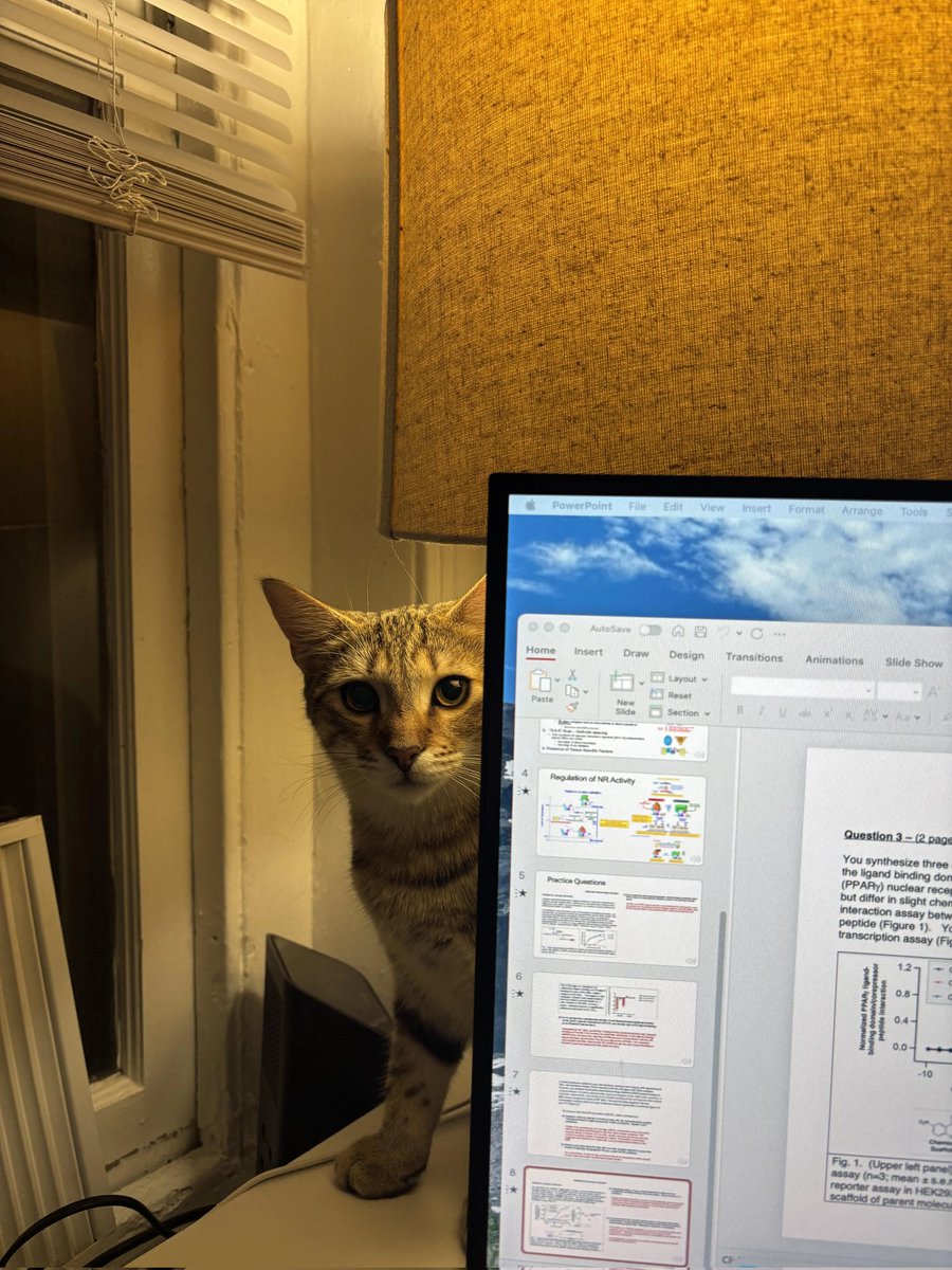 hlp_trezor's tweet image. Why does he insist on being right next to me when I’m blow drying my hair, despite being visibly scared?

Look at his scared little face, but he refuses to go anywhere else! 😅😅