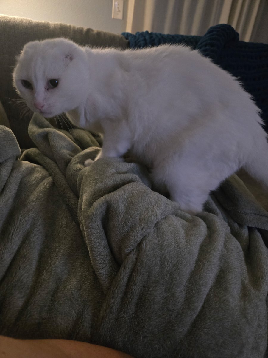 Wife bought a blanket
Scoot has claimed the blanket and bit me when i tried to move it
Now shes looking like a cat version of gollum