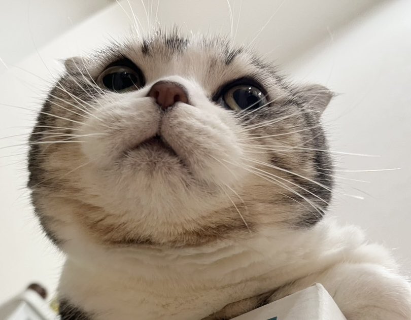 chicory_tacco's tweet image. こんなに丸いことあるかい

#スコ #丸顔 #猫好きさんと繋がりたい