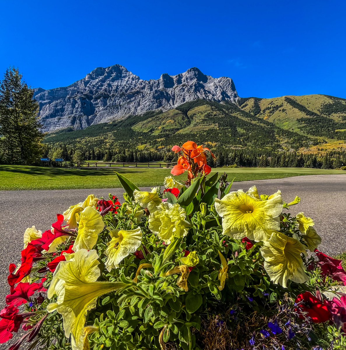 Kananaskis wins the beauty pageant every time. <a href="/KananaskisGolf/">Kananaskis Golf</a> <a href="/GolfCanada/">Golf Canada</a> #kananaskisgolf ⛳️🇨🇦🏌🏻