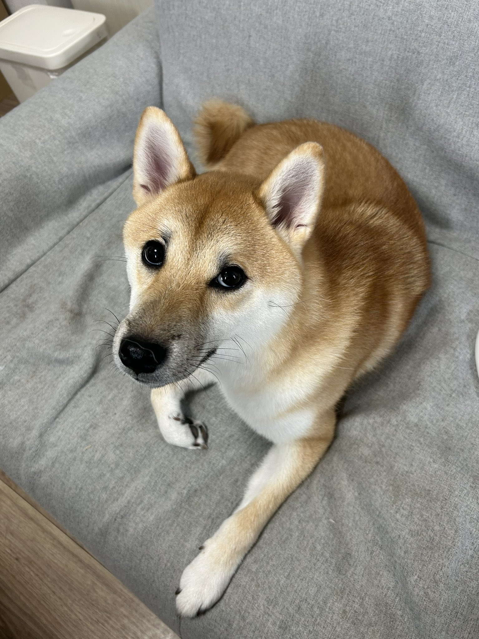 仲良し柴犬♡フライパン 仲良し柴犬♡フライパン